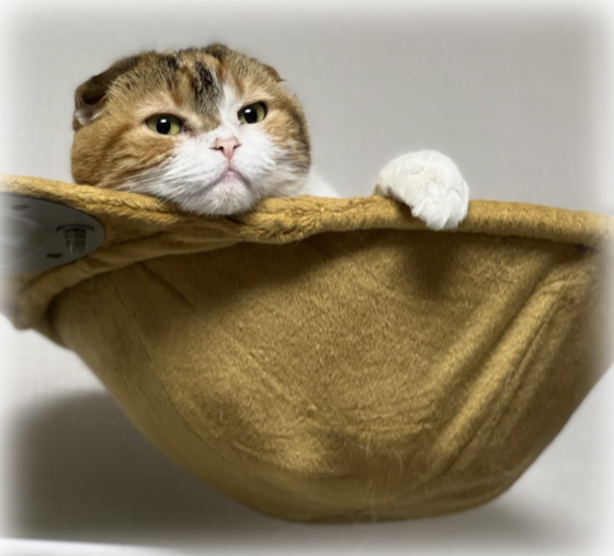 開発者の愛猫みかん